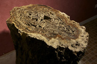Sección Árbol Fósil